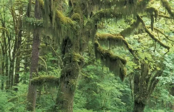 Framed Print : U. S. A. Washington, Olympic National Park. Moss-covered trees in temperate rainforest Framed Print : U. S. A. Washington, Olympic National Park. Moss-covered trees in temperate rainforest
