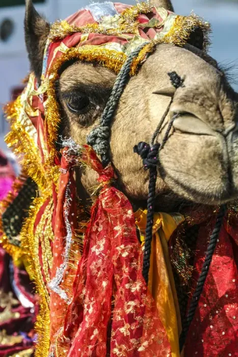 Framed Print : Udaipur, Rajasthan, India. India decorated Camel, Diwali Festival of Lights