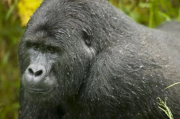 Uganda, Bwindi Impenetrable National Park. Adult Male (Silverback) Mountain Gorilla