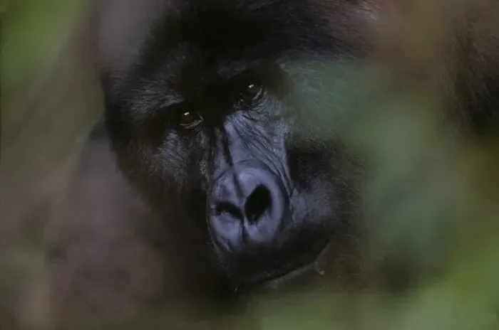 Framed Print : Uganda, Bwindi Impenetrable National Park, Adult Male (Silverback) Mountain Gorilla