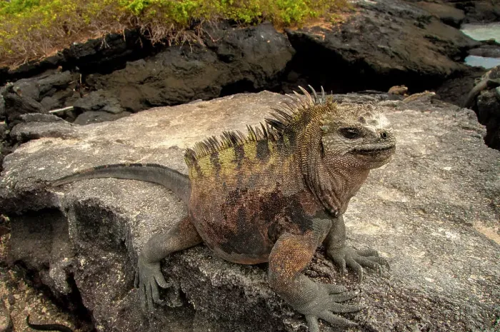 Framed Print : Ugly marine iguana on Fernandina Island was the model for the Godzilla movies Framed Print : Ugly marine iguana on Fernandina Island was the model for the Godzilla movies