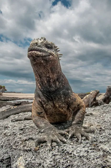 Framed Print : Ugly marine iguana on Fernandina Island was the model for the Godzilla movies. Wide angle view Framed Print : Ugly marine iguana on Fernandina Island was the model for the Godzilla movies. Wide angle view