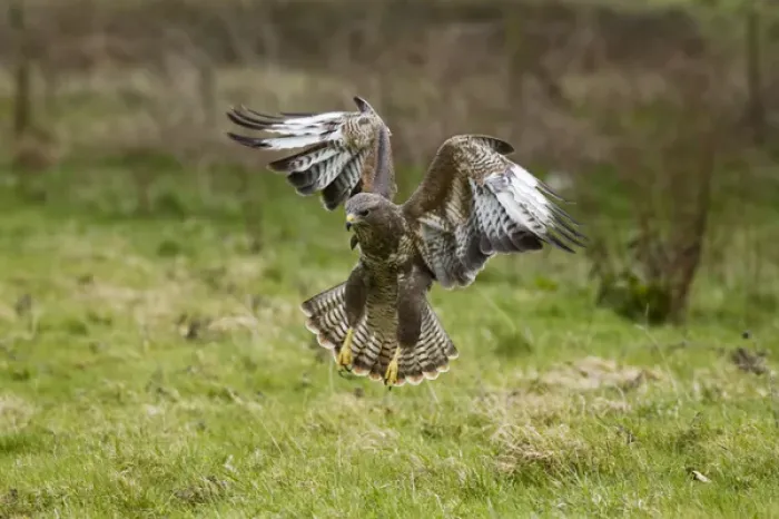 Framed Print : UK. Common Buzzard (Buteo buteo) coming in to land after spotting a worm Framed Print : UK. Common Buzzard (Buteo buteo) coming in to land after spotting a worm