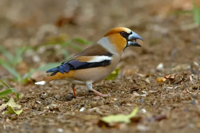 Framed Print : UK, England, Gloucestershire. Hawfinch (Coccothraustes coccothraustes) male eating Framed Print : UK, England, Gloucestershire. Hawfinch (Coccothraustes coccothraustes) male eating