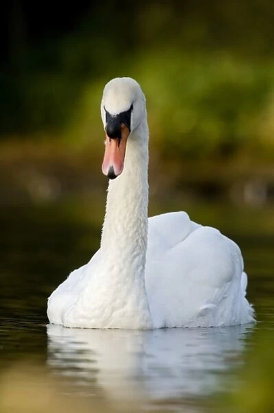 UK, England. Mute Swan (Cygnus olor) portrait