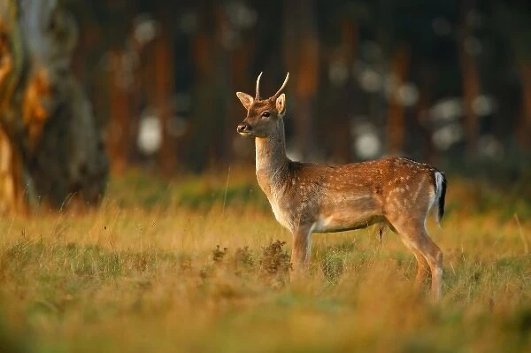 UK, Forest of Dean. Male Fallow Deer standing in forest clearing in early morning light
