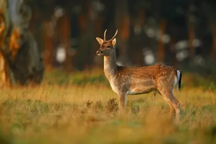 Framed Print : UK, Forest of Dean. Male Fallow Deer standing in forest clearing in early morning light Framed Print : UK, Forest of Dean. Male Fallow Deer standing in forest clearing in early morning light