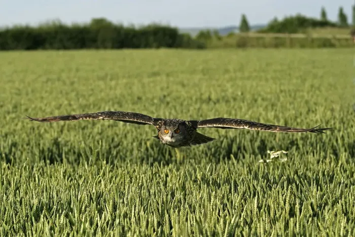 Framed Print : UK, Gloucestershire. Eagle Owl flying over field of barley Framed Print : UK, Gloucestershire. Eagle Owl flying over field of barley
