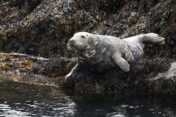 UK. Grey Seal on seaweed covered rocks