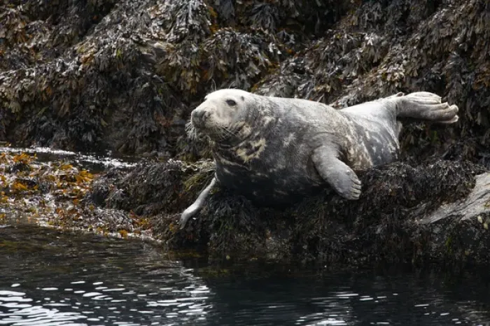 Framed Print : UK. Grey Seal on seaweed covered rocks Framed Print : UK. Grey Seal on seaweed covered rocks