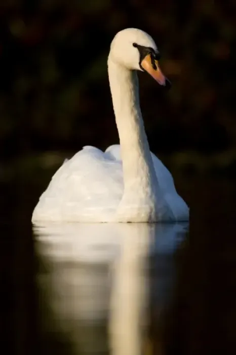 Framed Print : UK. Mute Swan (Cygnus olor) portrait Framed Print : UK. Mute Swan (Cygnus olor) portrait