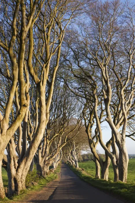 Framed Print : UK, Northern Ireland, County Antrim, Ballymoney, The Dark Hedges, tree-lined road at dawn