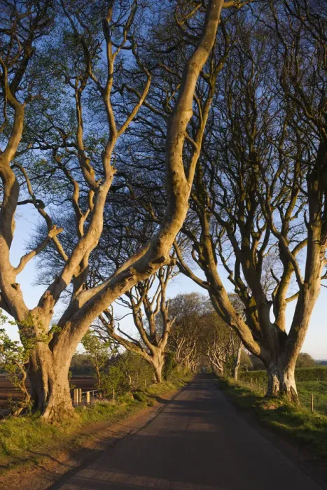 Framed Print : UK, Northern Ireland, County Antrim, Ballymoney, The Dark Hedges, tree-lined road at dawn Framed Print : UK, Northern Ireland, County Antrim, Ballymoney, The Dark Hedges, tree-lined road at dawn
