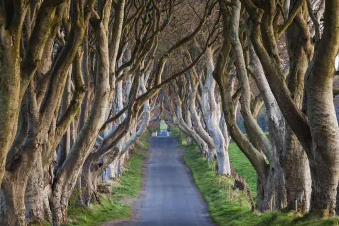 Framed Print : UK, Northern Ireland, County Antrim, Ballymoney, The Dark Hedges, tree-lined road at dawn Framed Print : UK, Northern Ireland, County Antrim, Ballymoney, The Dark Hedges, tree-lined road at dawn
