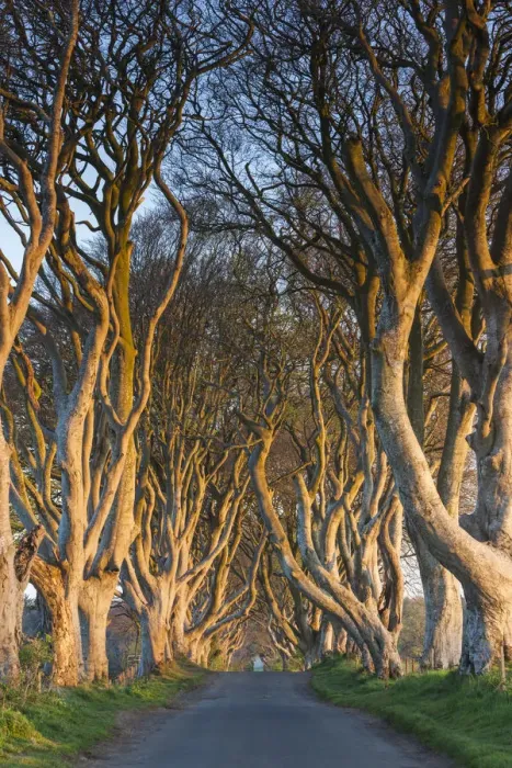 Framed Print : UK, Northern Ireland, County Antrim, Ballymoney, The Dark Hedges, tree-lined road at dawn Framed Print : UK, Northern Ireland, County Antrim, Ballymoney, The Dark Hedges, tree-lined road at dawn