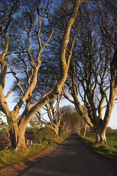 UK, Northern Ireland, County Antrim, Ballymoney, The Dark Hedges, tree-lined road at dawn