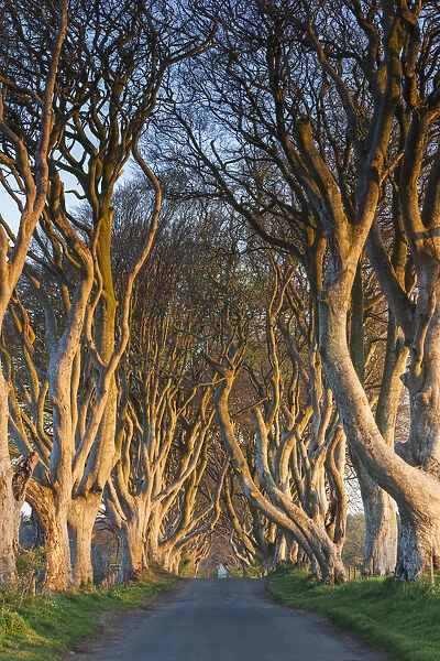 UK, Northern Ireland, County Antrim, Ballymoney, The Dark Hedges, tree-lined road at dawn