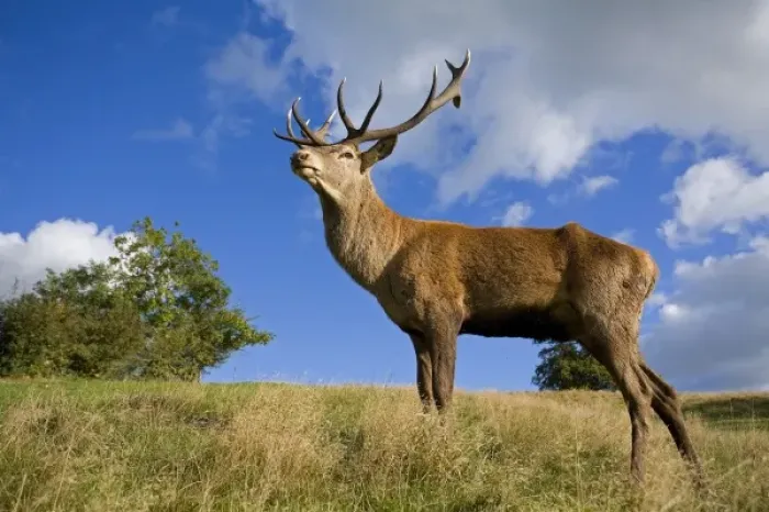 Framed Print : UK. Red Deer (Cervus elephas) in British Countryside against a blue summer sky Framed Print : UK. Red Deer (Cervus elephas) in British Countryside against a blue summer sky