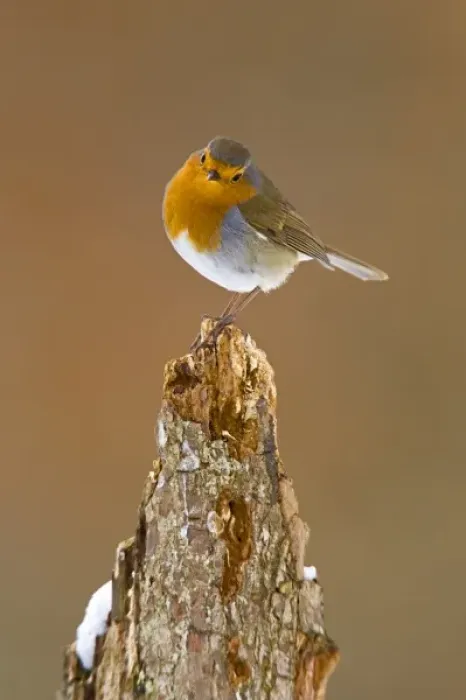 Framed Print : UK. Robin (Erythracus rubecula) on tree stump in winter Framed Print : UK. Robin (Erythracus rubecula) on tree stump in winter