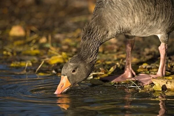 UK, Slimbridge. Greylag Goose (Anser anser) drinking from Pond in Autumn fall
