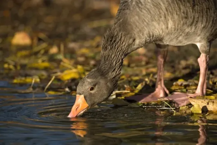 Framed Print : UK, Slimbridge. Greylag Goose (Anser anser) drinking from Pond in Autumn fall Framed Print : UK, Slimbridge. Greylag Goose (Anser anser) drinking from Pond in Autumn fall