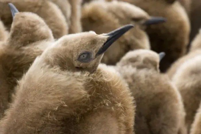 Framed Print : UK Territory, South Georgia Island. Close-up of young king penguin chicks in brown coats