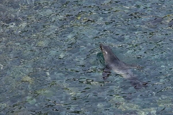 UK Territory, South Georgia Island. Southern fur seal swimming in clear water