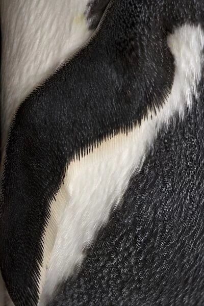 UK Territory, South Georgia Island. Close-up of gentoo penguin flipper