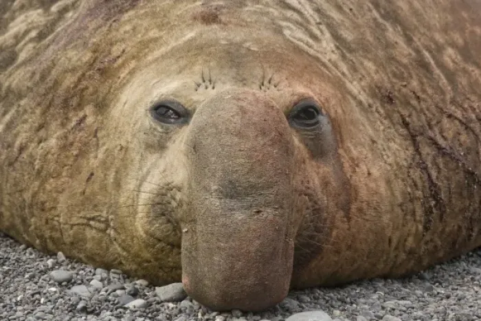 Framed Print : UK Territory, South Georgia Island. Close-up of bull elephant seal