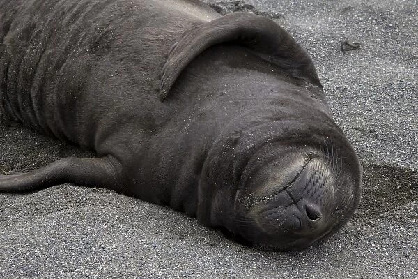 UK Territory, South Georgia Island. Elephant seal pup sleeps on beach