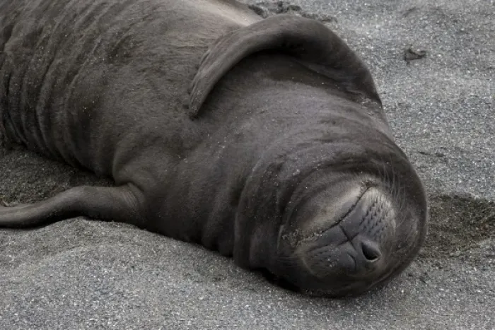 Framed Print : UK Territory, South Georgia Island. Elephant seal pup sleeps on beach