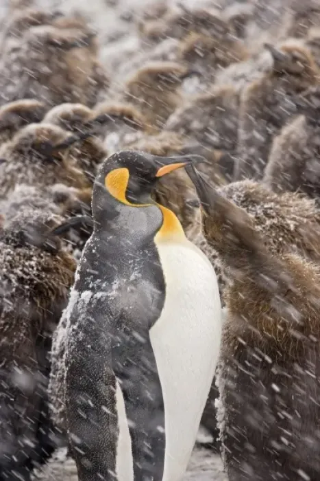 Framed Print : UK Territory, South Georgia Island, Salisbury Plain. Young king penguin begging for