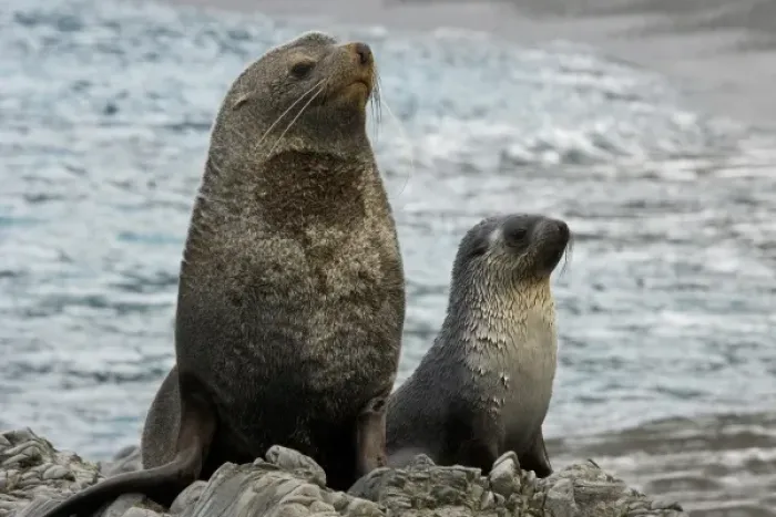 Framed Print : UK Territory, South Georgia Island. Mother fur seal and pup Framed Print : UK Territory, South Georgia Island. Mother fur seal and pup