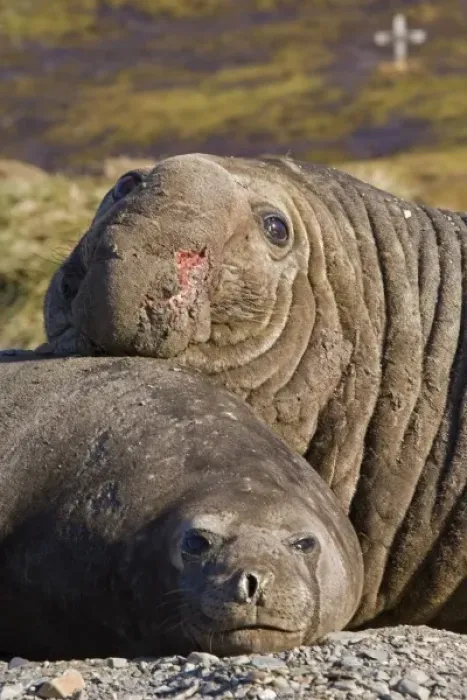 Framed Print : UK Territory, South Georgia Island. Bull elephant seal with harem female, and Norwegian Framed Print : UK Territory, South Georgia Island. Bull elephant seal with harem female, and Norwegian