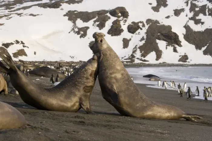 Framed Print : UK Territory, South Georgia Island. Two bull elephant seals fighting for dominance