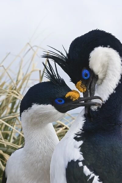 UK Territory, South Georgia Island. Mated pair of blue-eyed cormorants