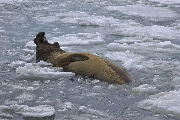 UK Territory, South Georgia Island. Bull elephant seal lolls on its back in icy ocean water