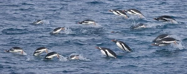 UK Territory, South Georgia Island. Gentoo penguins leap through water while feeding