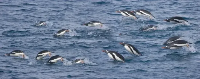 Framed Print : UK Territory, South Georgia Island. Gentoo penguins leap through water while feeding Framed Print : UK Territory, South Georgia Island. Gentoo penguins leap through water while feeding