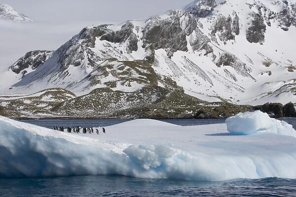 UK Territory, South Georgia Island, Cooper Bay. Gentoo penguins on iceberg