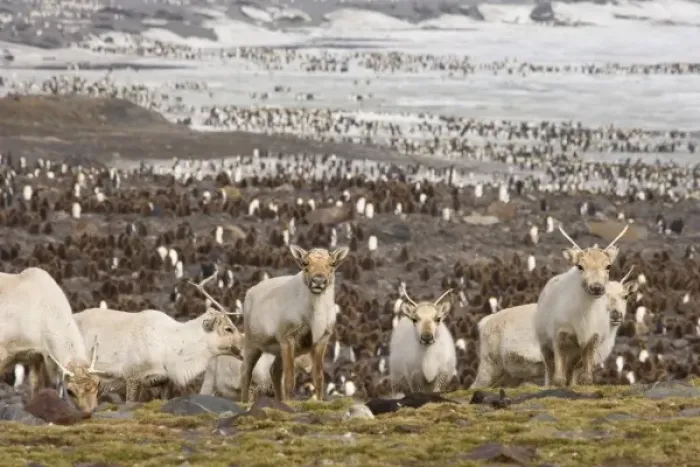 Framed Print : UK Territory, South Georgia Island, St. Andrews Bay. Reindeers on hillside with king Framed Print : UK Territory, South Georgia Island, St. Andrews Bay. Reindeers on hillside with king