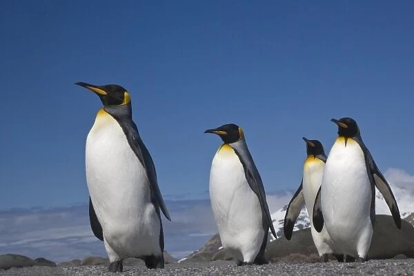 UK Territory, South Georgia Island, St. Andrews Bay. King penguins marching