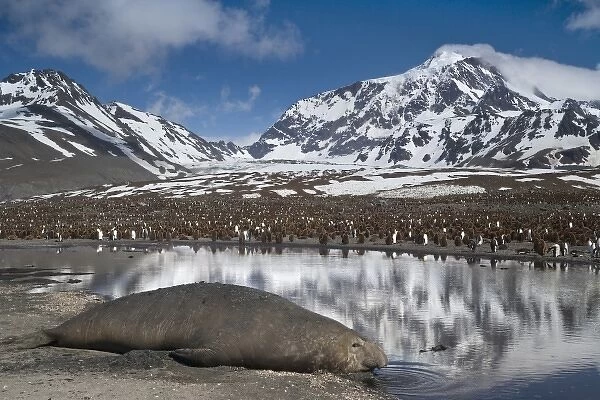 UK Territory, South Georgia Island, St. Andrews Bay. Bull elephant seal drinks water