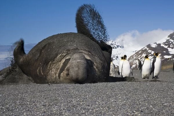 UK Territory, South Georgia Island, St. Andrews Bay. Bull elephant seal throws sand