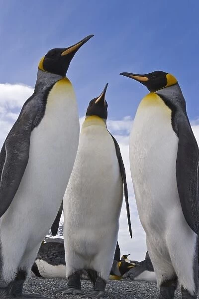 UK Territory, South Georgia Island, St. Andrews Bay. Close-up of three king penguins