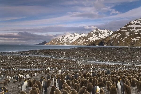 UK Territory, South Georgia Island, St. Andrews Bay. Overview of king penguin colony