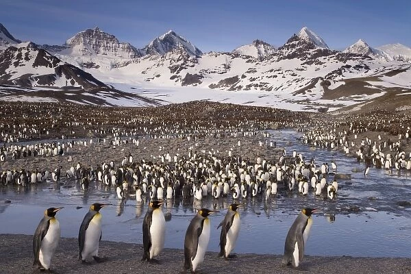 UK Territory, South Georgia Island, St. Andrews Bay. Overview of king penguin colony