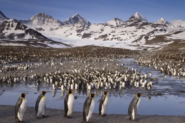 Framed Print : UK Territory, South Georgia Island, St. Andrews Bay. Overview of king penguin colony