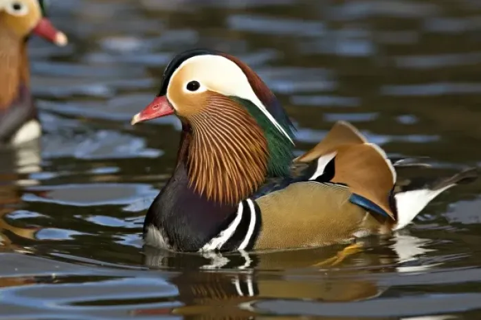 Framed Print : UK. Wild Mandarin Duck (Aix galericulata) Framed Print : UK. Wild Mandarin Duck (Aix galericulata)