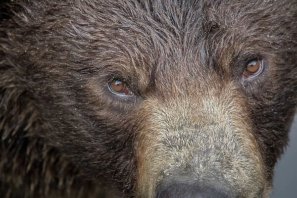 Ultra closeup of a brown bear at Fortress of the Bear, a Sitka rescue center